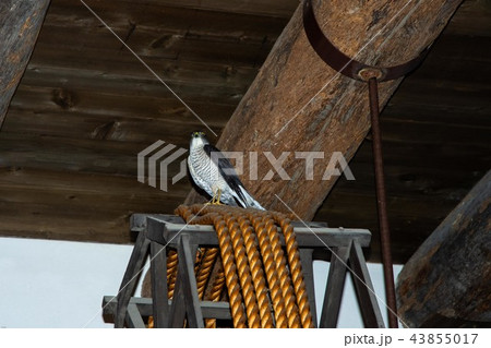 猛禽ツミ 43855017