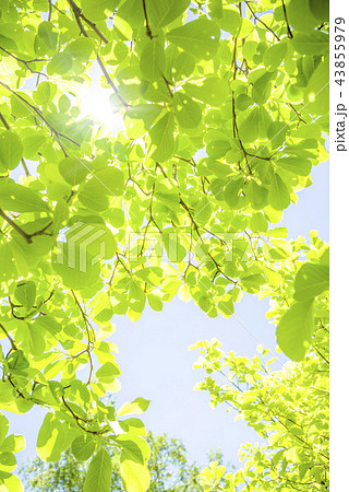 爽やかな新緑と太陽 爽やかな新緑と太陽 43855979