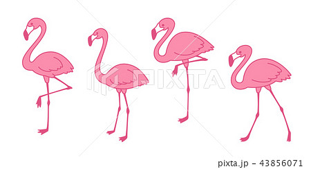 pink flamingo Cartoon vector set Cute flamingos pink flamingo Cartoon vector set Cute flamingos 43856071