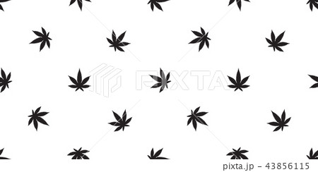 Marijuana seamless pattern vector cannabis Weed Marijuana seamless pattern vector cannabis Weed 43856115