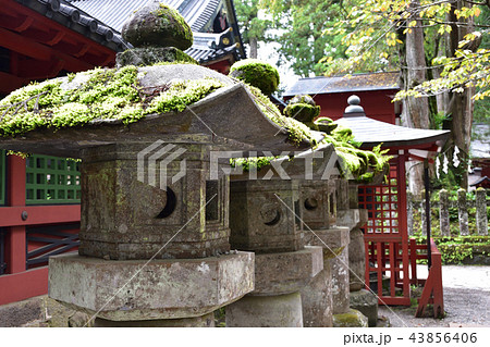 苔灯篭 43856406
