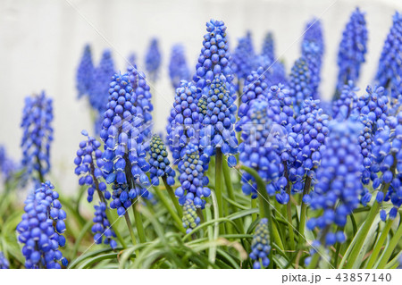 自然 風景 花 43857140