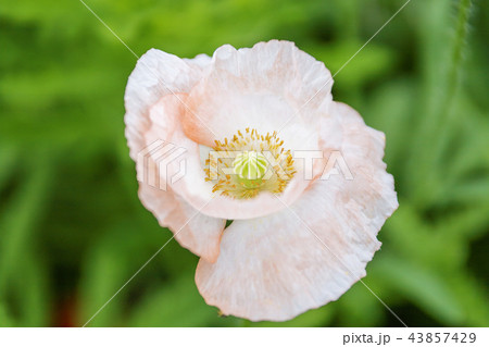 自然 風景 花 43857429