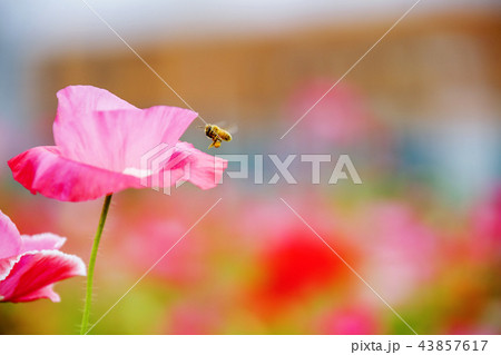 自然 風景 花 43857617