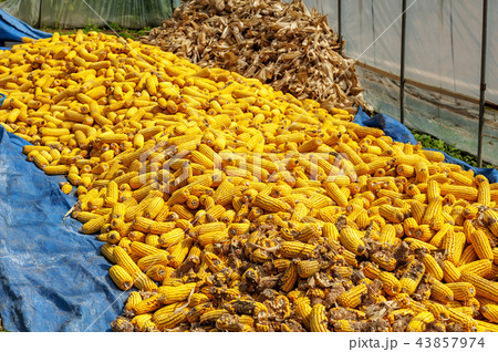 江原道 韓国 屋外 43857974