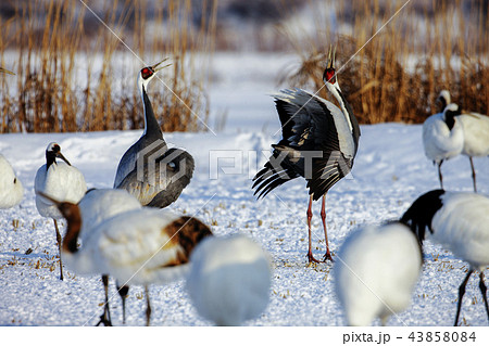 江原道 書式 鳥 43858084