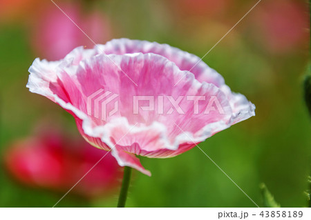 自然 風景 花 43858189