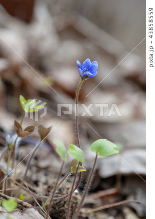 自然 風景 花 43858559