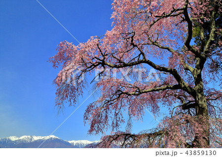 駒ケ根市の栖林寺のしだれ桜と残雪の中央アルプス 駒ケ根市の栖林寺のしだれ桜と残雪の中央アルプス 43859130