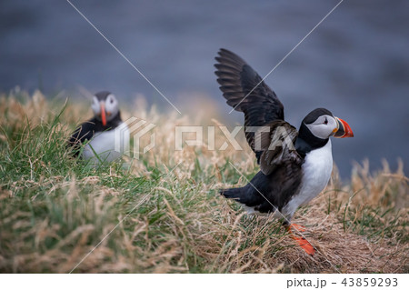 Cute Atlantic Puffin - ratercula arctica in Borgar 43859293