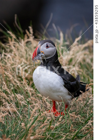 Cute Atlantic Puffin - ratercula arctica in Borgar 43859295