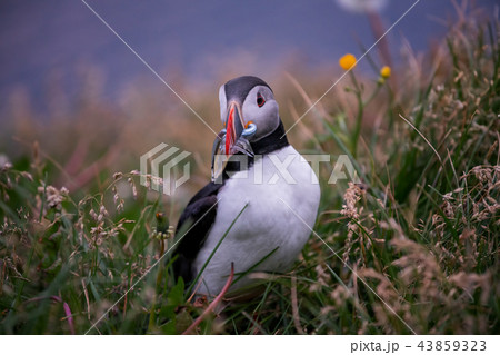 Cute Atlantic Puffin ,Iceland. Cute Atlantic Puffin ,Iceland. 43859323