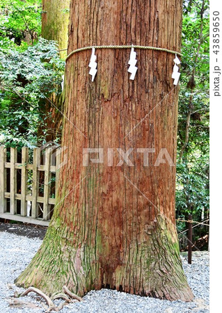 初夏の高千穂 43859650