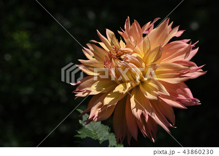 ダリア（浅間高原） 43860230