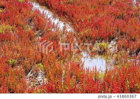 能取湖のサンゴ草 (網走市卯原内) 能取湖のサンゴ草 (網走市卯原内) 43860367