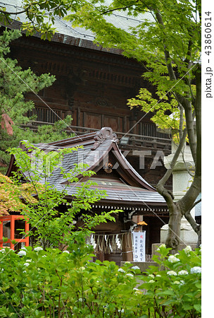 新潟市内散歩：白山神社・随神門 43860614