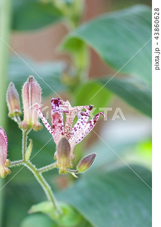 可憐な花ホトトギス 43860628