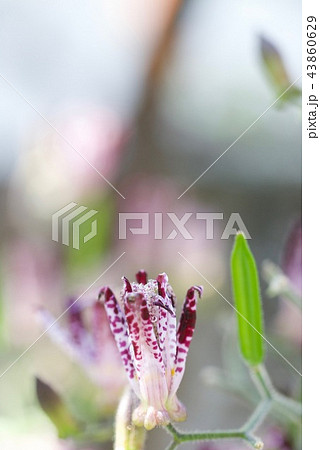 可憐な花ホトトギス 43860629