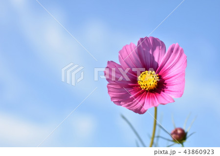 コスモス 空 きれい(81) コスモス 空 きれい(81) 43860923