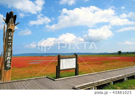 能取湖のサンゴ草 (網走市卯原内) 能取湖のサンゴ草 (網走市卯原内) 43861025