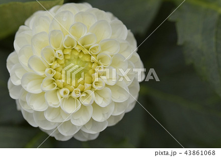 ダリア 43861068