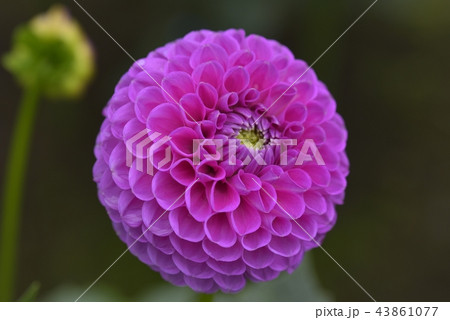 ダリア ダリア 43861077