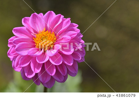 ダリア ダリア 43861079