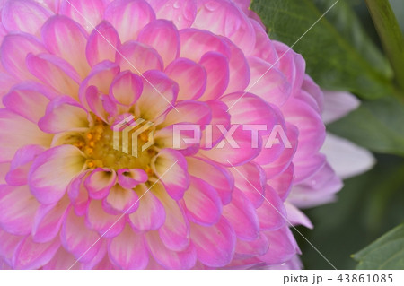 ダリア ダリア 43861085