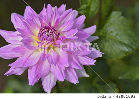 ダリア ダリア 43861093