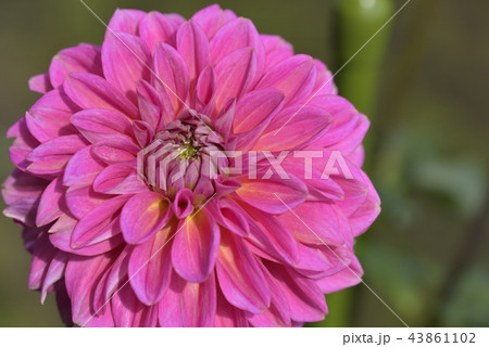 ダリア ダリア 43861102