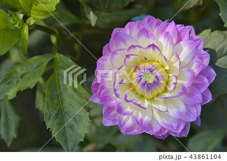 ダリア 43861104
