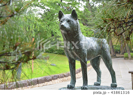 新潟市内散歩：白山公園・忠犬タマ公銅像 43861316