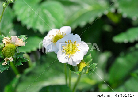 いちごの花 いちごの花 43861417