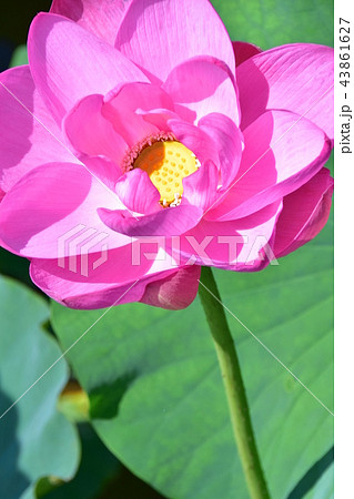 蓮の花 43861627