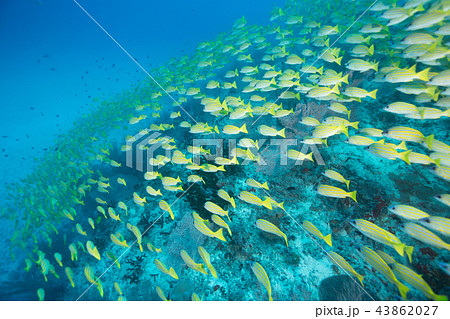 モルディブの水中世界の写真素材