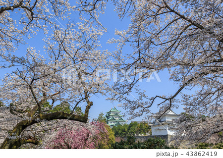 満開の桜と名古屋城 満開の桜と名古屋城 43862419
