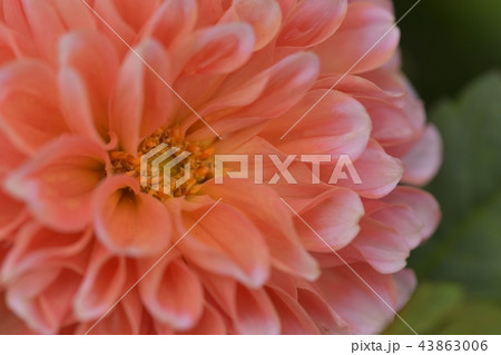 ダリア ダリア 43863006