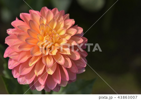 ダリア ダリア 43863007