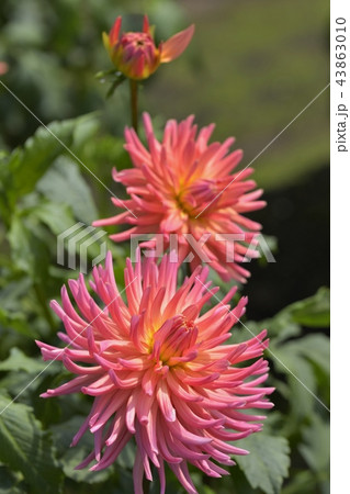 ダリア ダリア 43863010