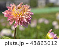 ダリア 43863012