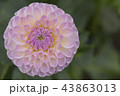 ダリア 43863013