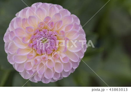 ダリア ダリア 43863013