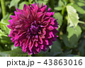 ダリア 43863016