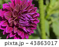 ダリア 43863017