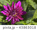 ダリア 43863018