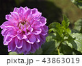 ダリア 43863019