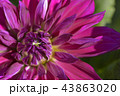 ダリア 43863020