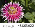 ダリア 43863022