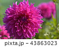 ダリア 43863023