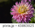 ダリア 43863025